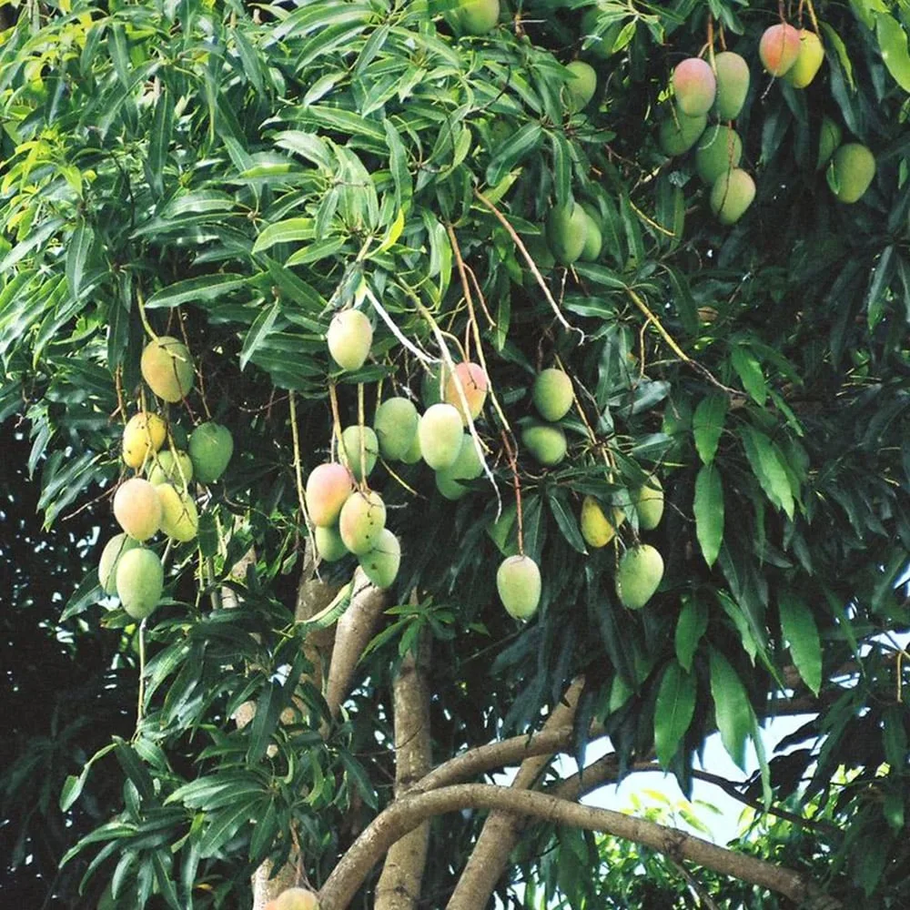 Mango (Mangifera Indica)
