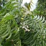 Azadirachta indica Neem tree seeds