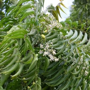 Azadirachta indica Neem tree seeds
