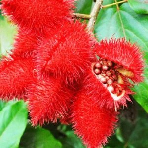 Bixa Orellana Tree seeds
