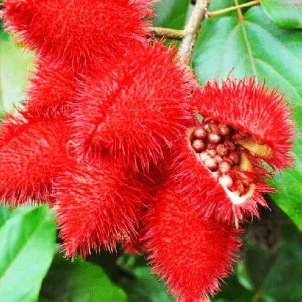 Bixa Orellana Tree seeds