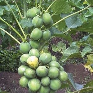 Bio Diesal (Jatropha)