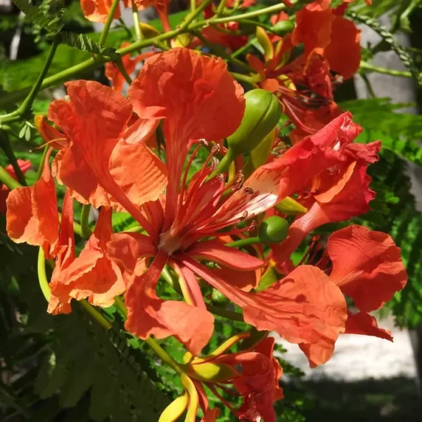 Gold Mohar (Delonix Regia)