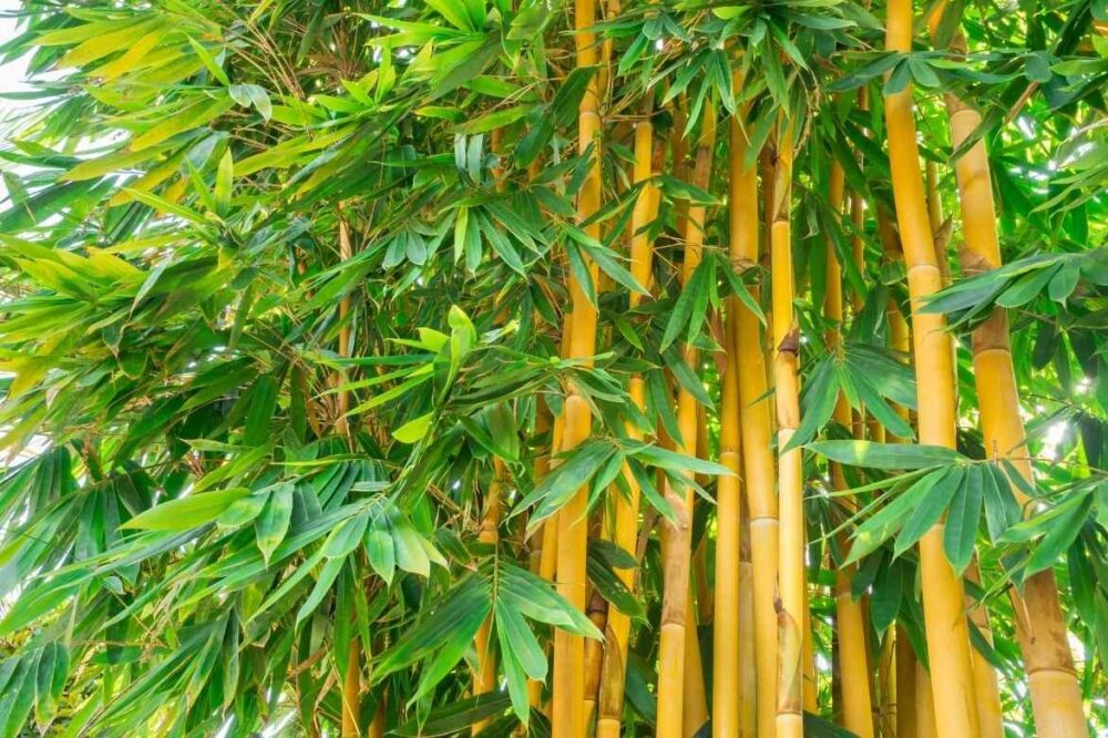 Bambusa arundinacea green yellow hollow big bamboo tree seeds