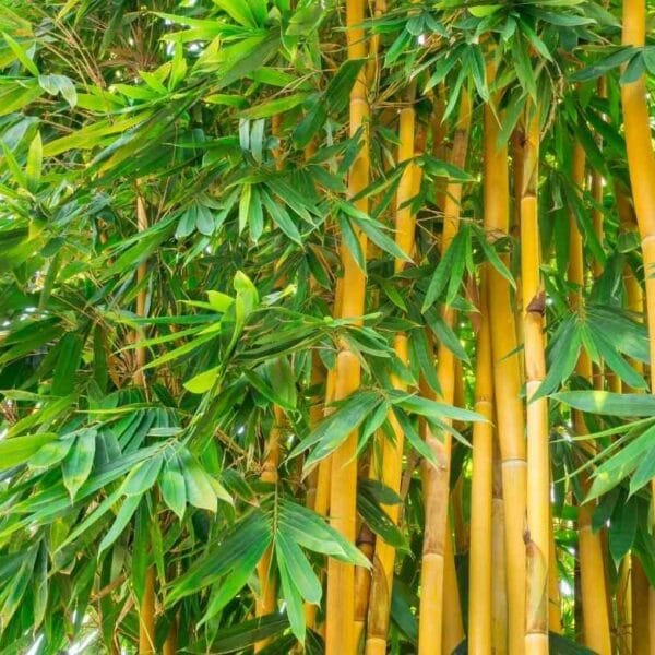 Bambusa arundinacea green yellow hollow big bamboo tree seeds