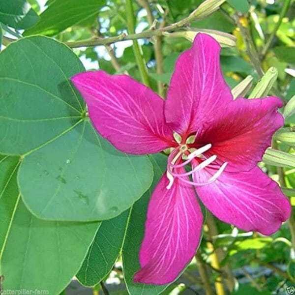 Bauhinia purpurea kanchanara tree seeds