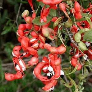 Pithecellobium Dulce Madras Thorn tree seeds