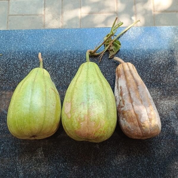 Vari Suraikkai Striped Bottlegourd vegetable seeds