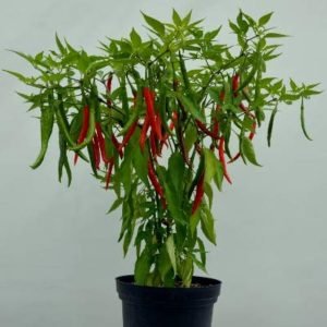 Pusa Jwala Chilli Open Pollinated Seeds