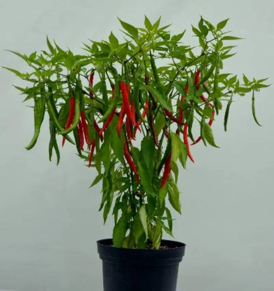 Pusa Jwala Chilli Open Pollinated Seeds