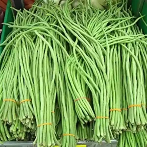 Bush Green CowPea Gardening Seeds