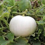 White Pumpkin vegetable seeds