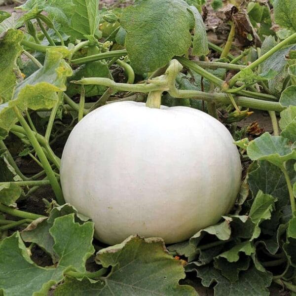 White Pumpkin vegetable seeds