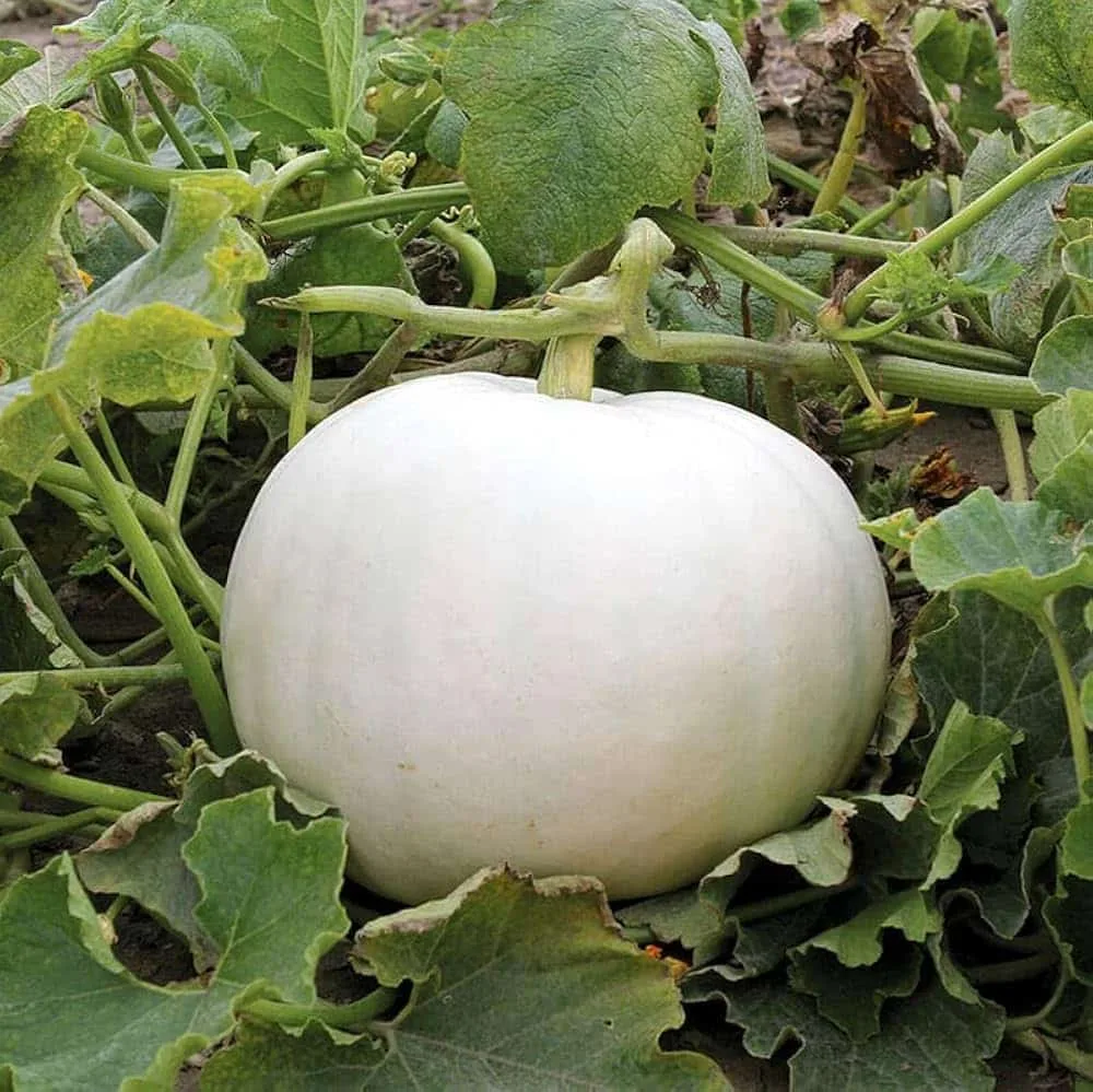 White Pumpkin vegetable seeds