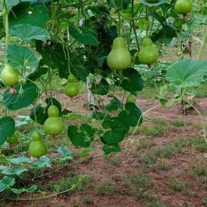 Local Bottlegourd Round short vegetable seeds
