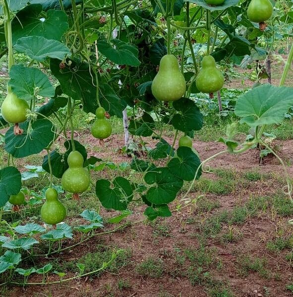 Local Bottlegourd Round short vegetable seeds