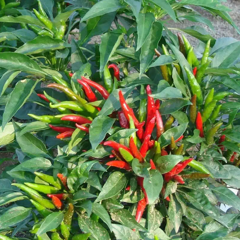 Perennial Pusa Sadabahar Chilli seeds