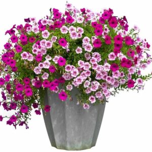 Petunia NC Mix flower seeds