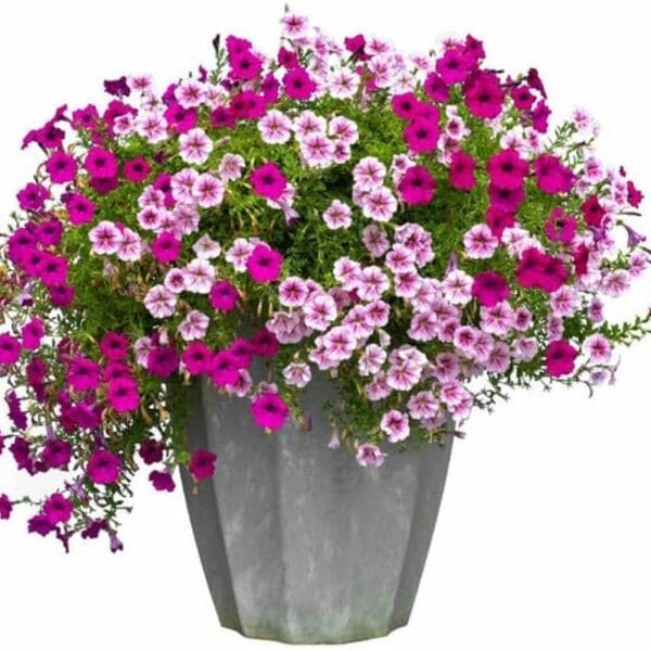 Petunia NC Mix flower seeds