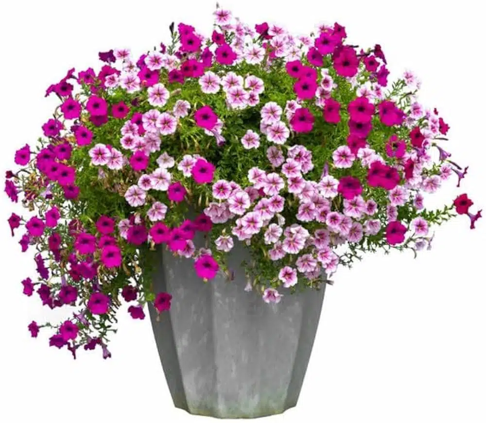 Petunia NC Mix flower seeds