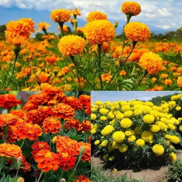 Marigold Mixed flower seeds