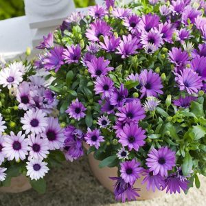 Oesteospermumm/ African Daisy flower seeds