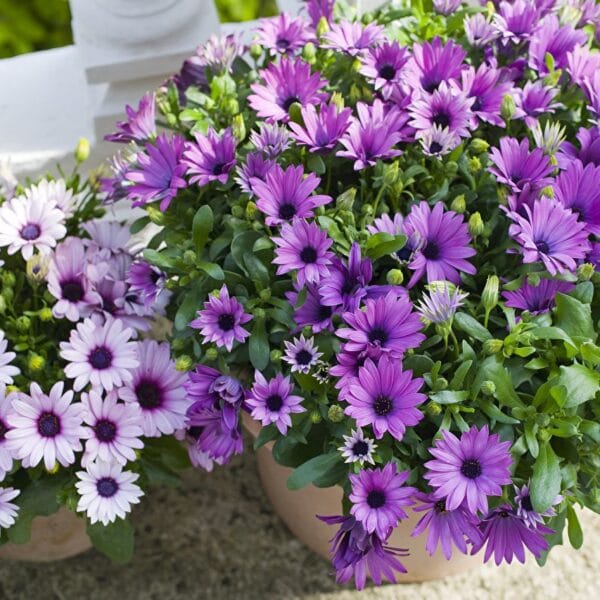 Oesteospermumm/ African Daisy flower seeds