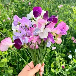 Sweet Peas open pollinated flower seed