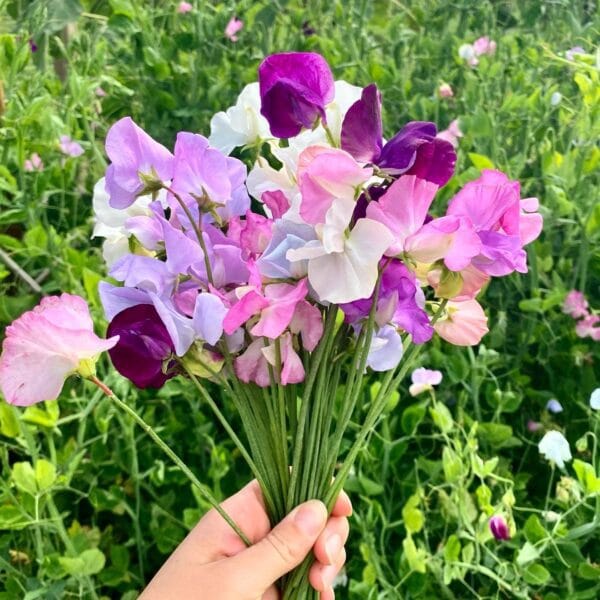 Sweet Peas open pollinated flower seed