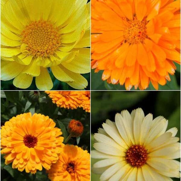 Calendula F.G Double Mix flower seeds