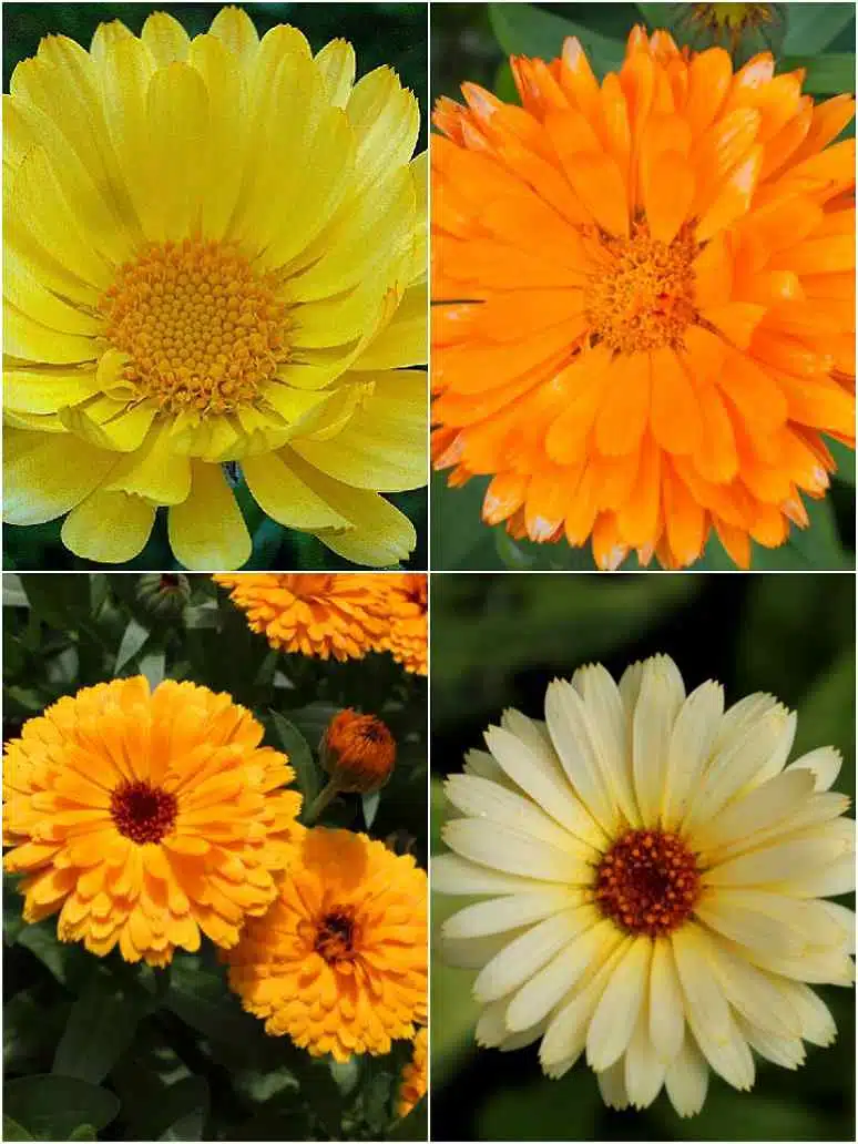 Calendula F.G Double Mix flower seeds