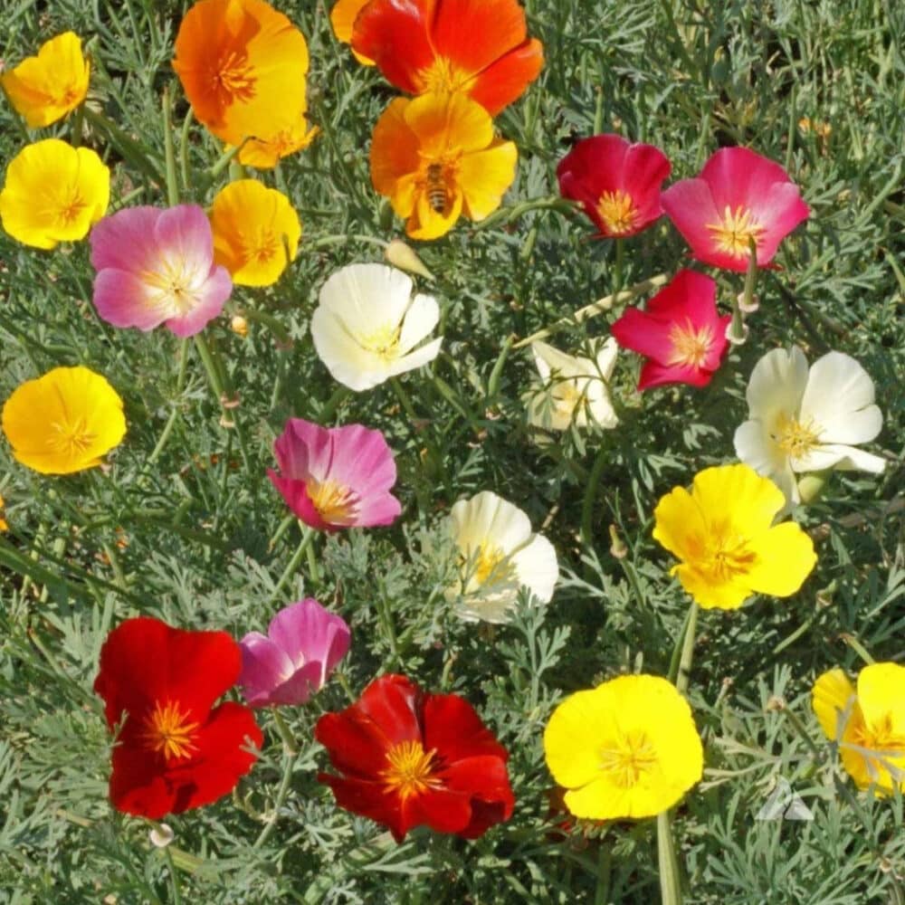 Eschscholzia flower mix seeds