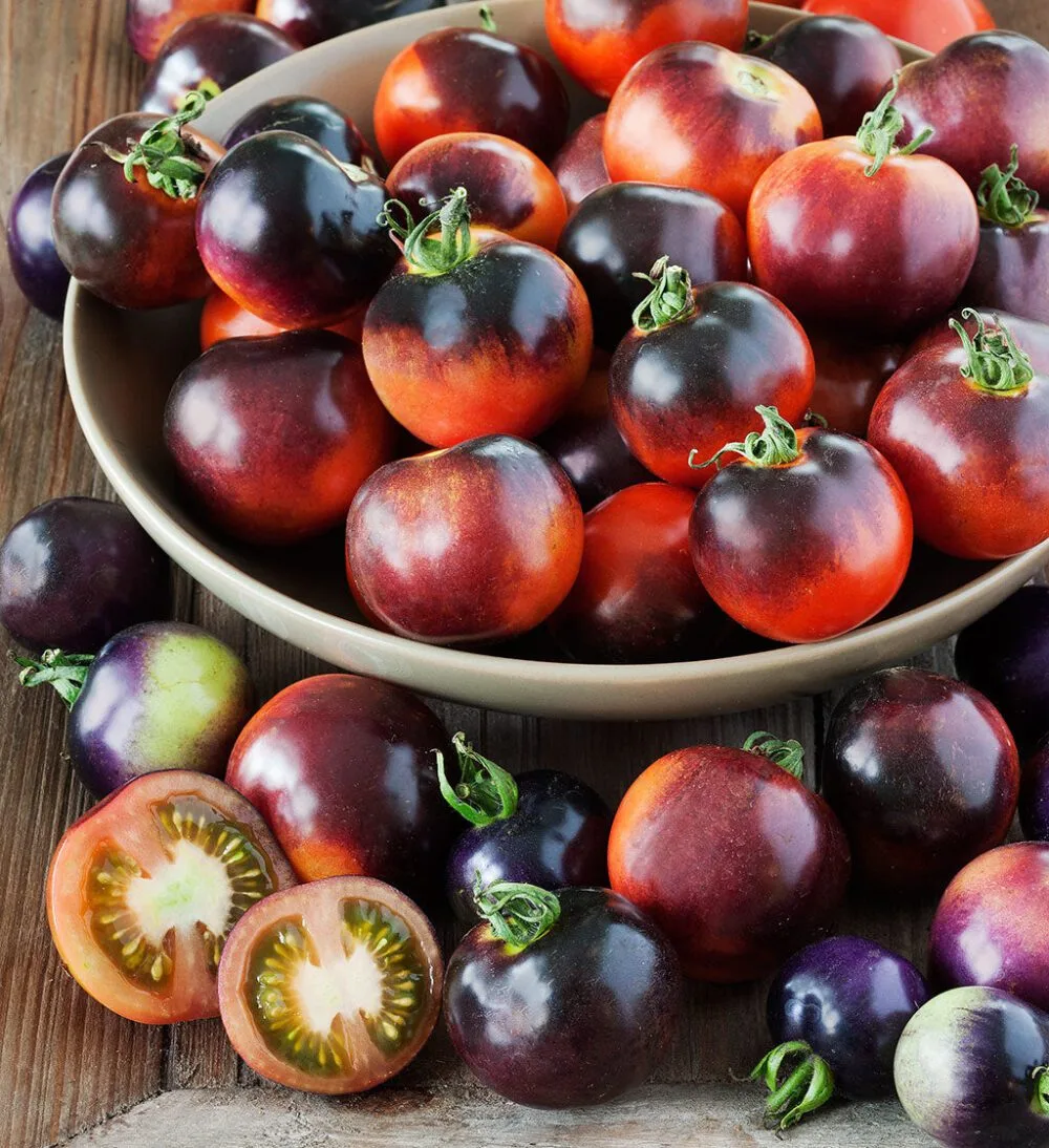 Indigo Rose open pollinated Tomato seeds