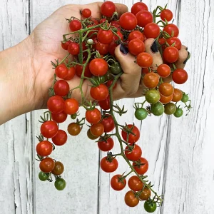 Spoon Tomato open pollinated seeds