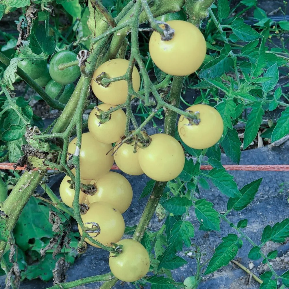 Heirloom Snow White Cherry Tomato Seeds