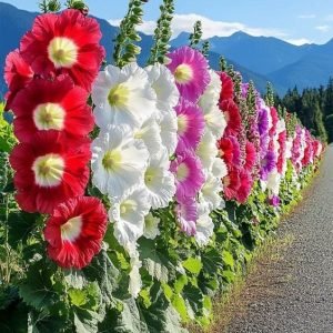 HollyHocks Flower Dwarf seeds