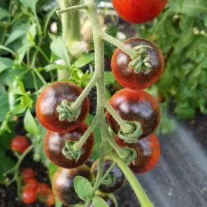 Heirloom Indigo Cherry Tomato Seeds