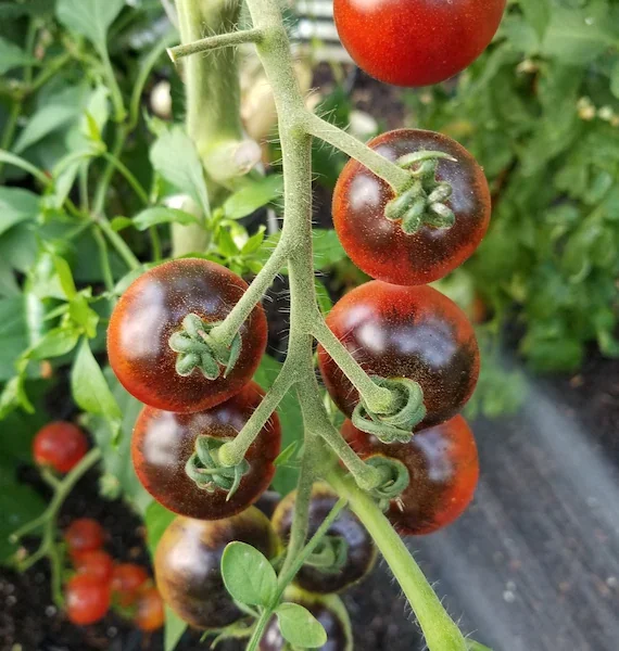 Heirloom Indigo Cherry Tomato Seeds