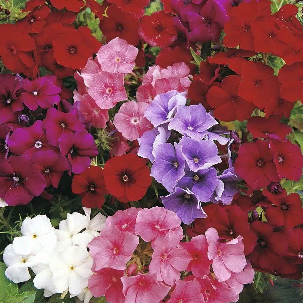 Phlox Beauti mixed flower seeds