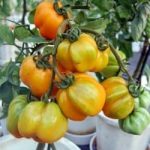 Yellow Stuffer open pollinated Tomato seeds