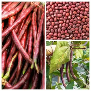 Bush Red CowPea Gardening Seeds