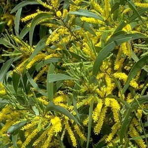 Acacia Auriculiformis Bengali Babul Tree Seeds