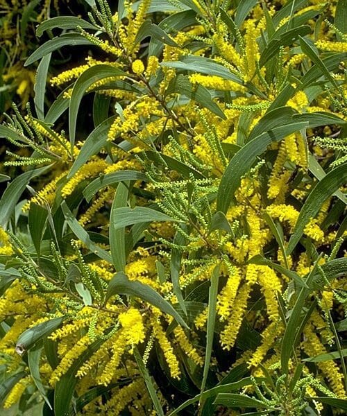 Acacia Auriculiformis Bengali Babul Tree Seeds