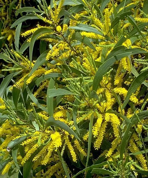 Acacia Auriculiformis Bengali Babul Tree Seeds
