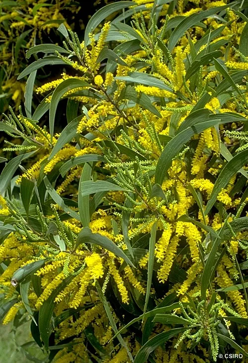 Acacia Auriculiformis Bengali Babul Tree Seeds