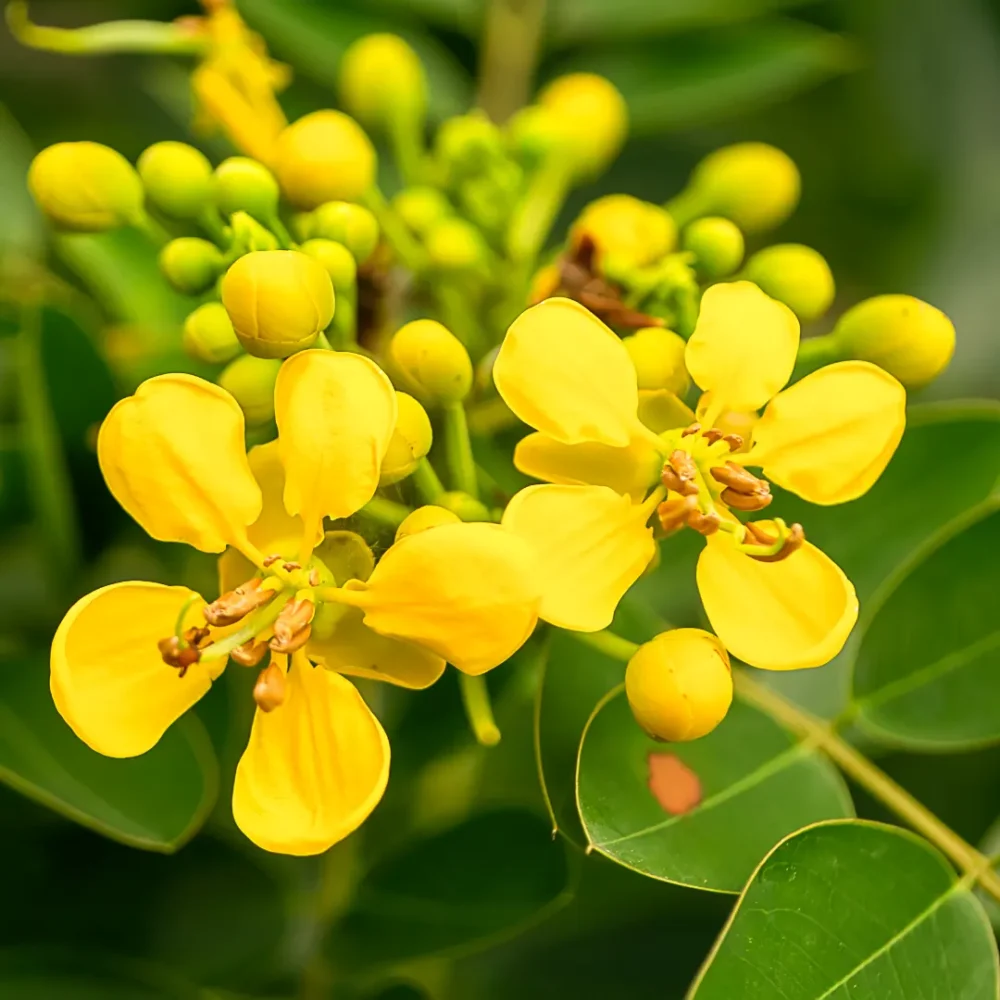 Cassia Siamea மஞ்சகொன்னி tree seeds