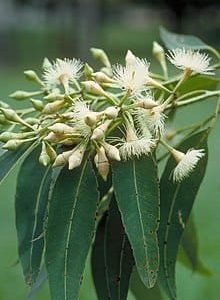 Eucalyptus Pilleta organic tree seeds