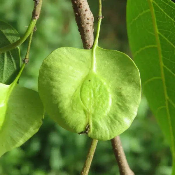 Holoptelea Integrifolia organic tree seeds