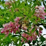 Gliricidia Sepium organic tree seeds