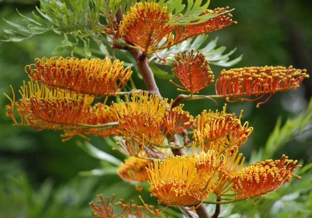 Grivillia Robusta